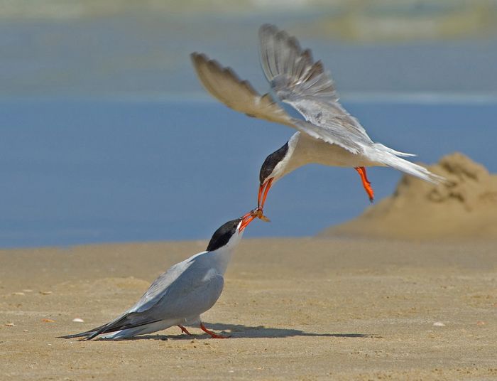 Birds by Yaki Zander (47 pics)