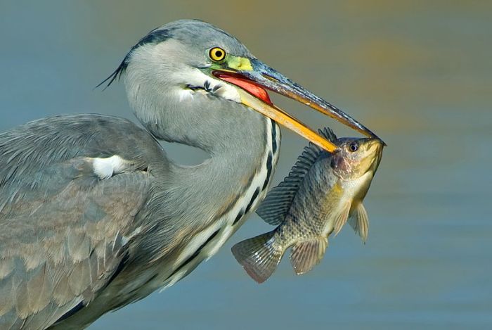 Birds by Yaki Zander (47 pics)