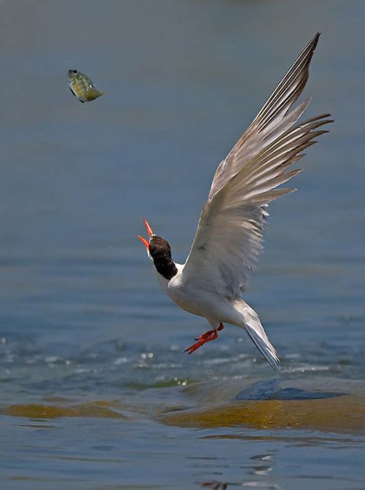 Birds by Yaki Zander (47 pics)