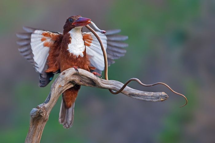 Самая редкая птица в мире фото