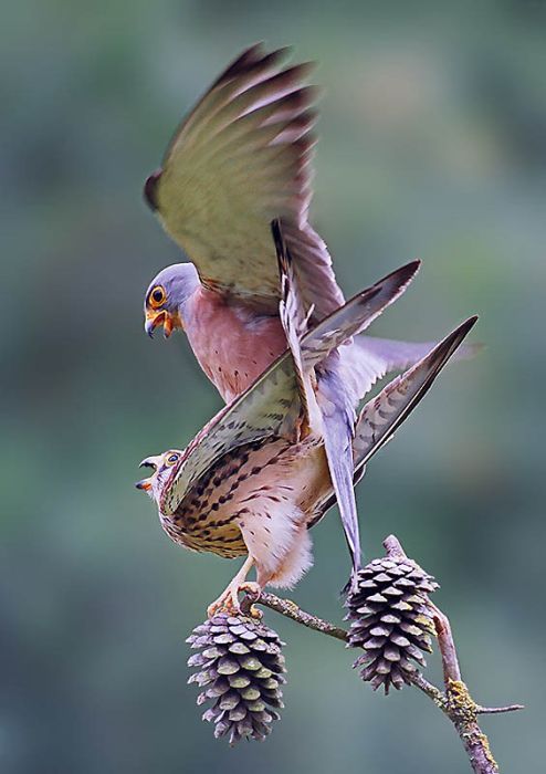 Birds by Yaki Zander (47 pics)