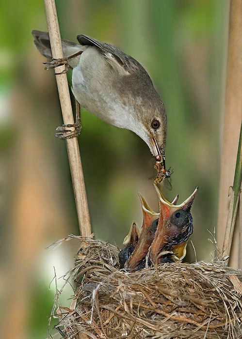 Birds by Yaki Zander (47 pics)