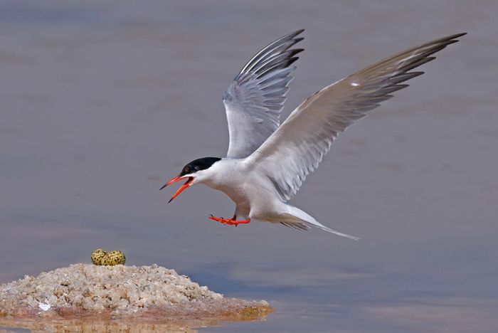 Birds by Yaki Zander (47 pics)