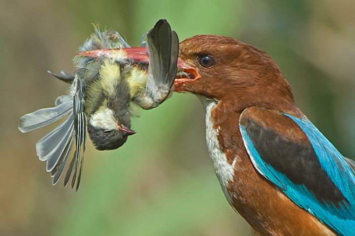 Birds by Yaki Zander (47 pics)