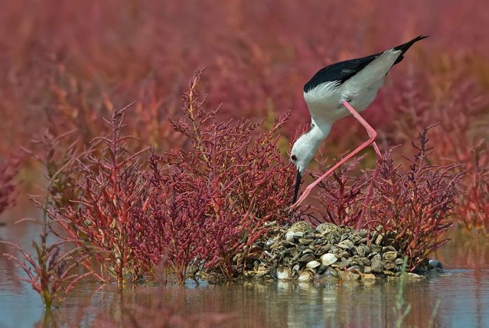 Birds by Yaki Zander (47 pics)