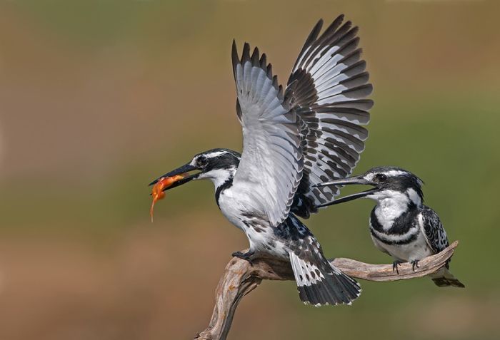 Birds by Yaki Zander (47 pics)