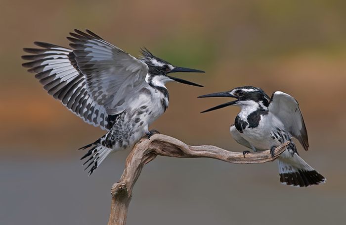 Birds by Yaki Zander (47 pics)