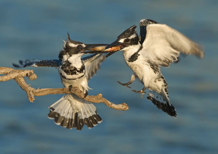 Birds by Yaki Zander (47 pics)