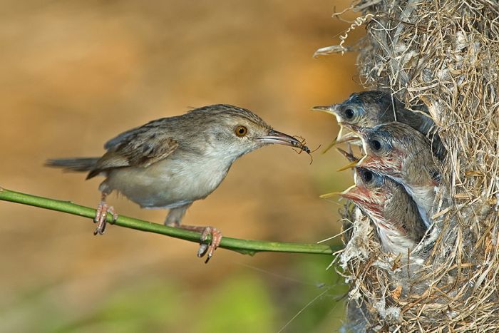 Birds by Yaki Zander (47 pics)