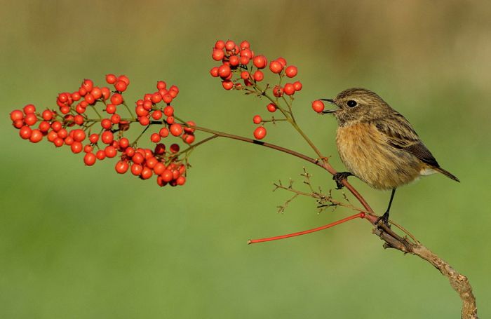 Birds by Yaki Zander (47 pics)