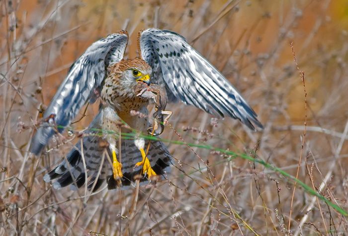 Birds by Yaki Zander (47 pics)