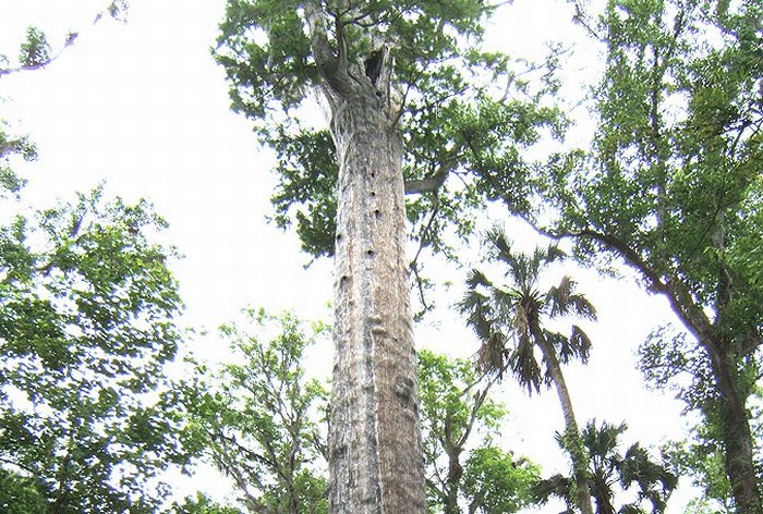 World's 5th Oldest Tree Destroyed by Fire (18 pics)