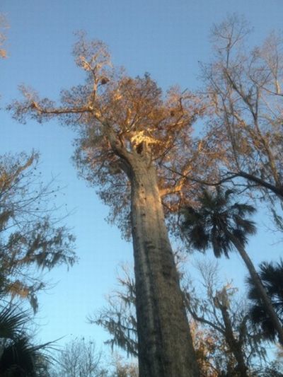 World's 5th Oldest Tree Destroyed by Fire (18 pics)