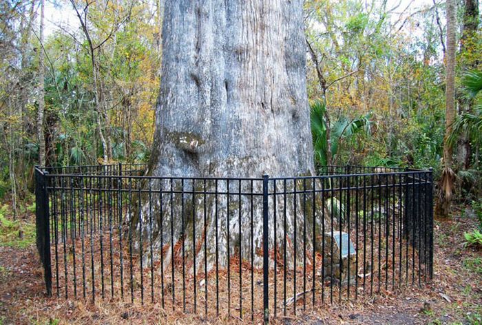 World's 5th Oldest Tree Destroyed by Fire (18 pics)