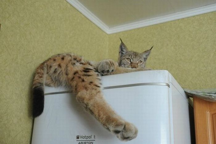 Wild Animals Living in One House (83 pics)