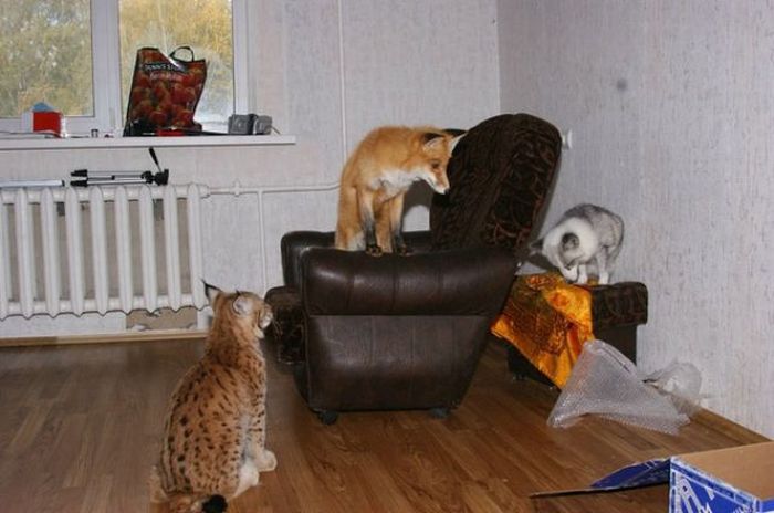 Wild Animals Living in One House (83 pics)