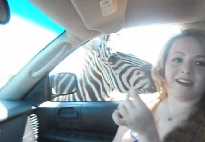 Zebra vs Girl (11 pics)