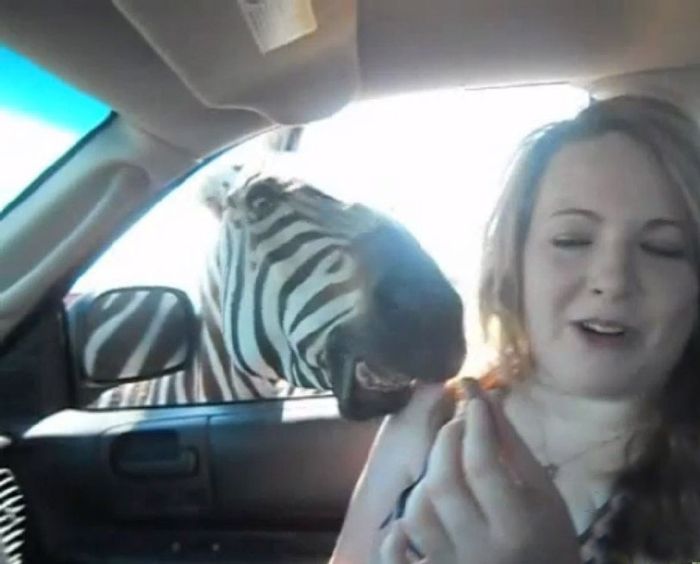 Zebra vs Girl (11 pics)