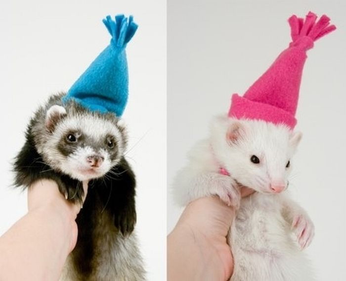 Animals Wearing Hats (64 pics)