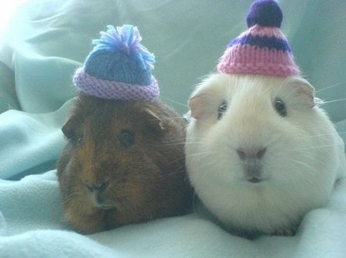 Animals Wearing Hats (64 pics)