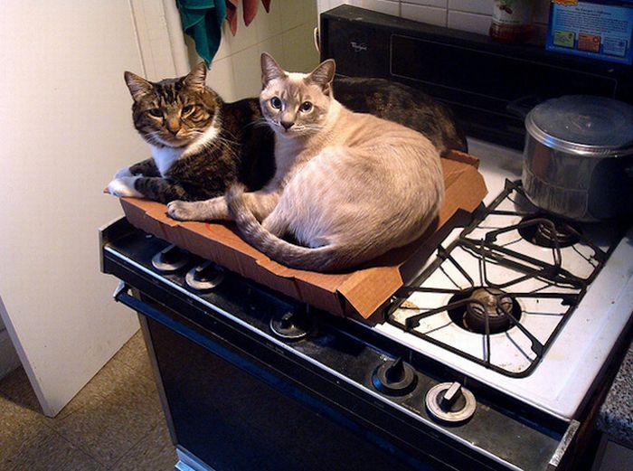Cats Love Pizza Boxes (35 pics)