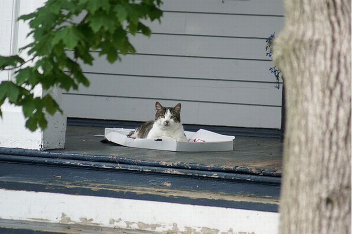 Cats Love Pizza Boxes (35 pics)