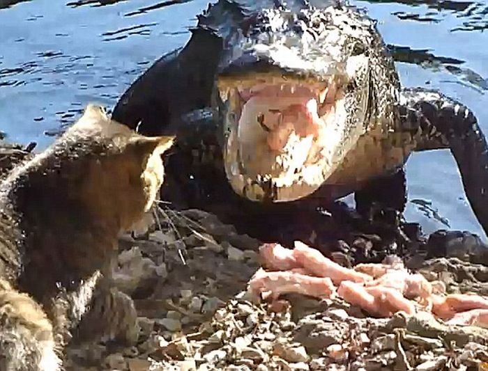 Cat vs. Alligator (4 pics + video)