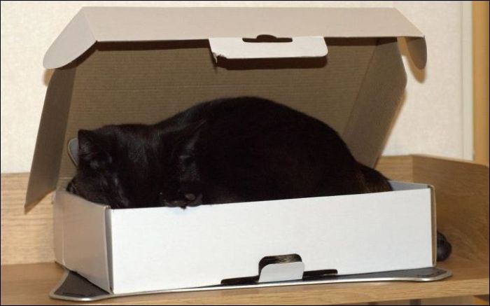 One Box Two Cats (4 pics)