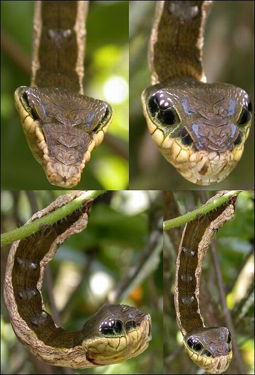 Caterpillar Looks Like a Snake (2 pics)