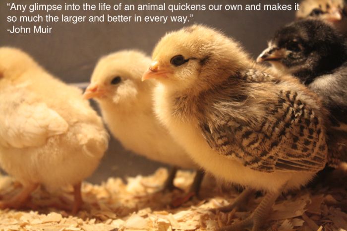 Inspiring Pictures For People Who Love Animals (25 pics)