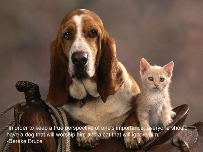 Inspiring Pictures For People Who Love Animals (25 pics)