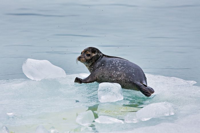 Alaska by Ray Bulson (27 pics)