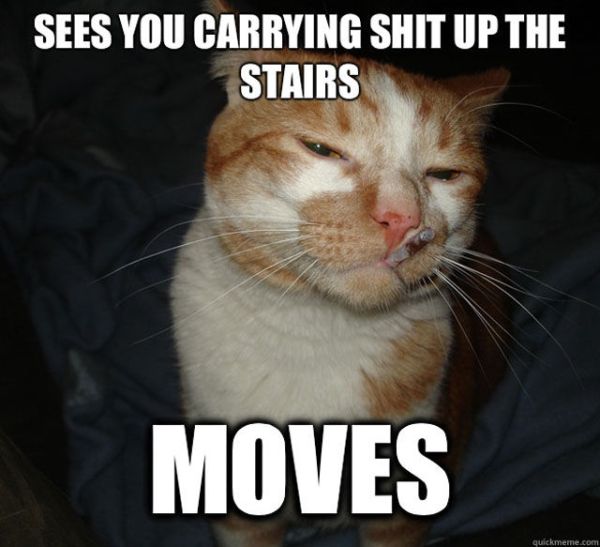 No-Pain-in-the-Butt Cat Memes (20 pics)
