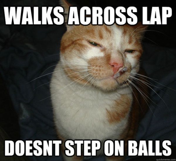 No-Pain-in-the-Butt Cat Memes (20 pics)