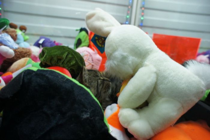Look Who Is Sleeping Inside the Claw Machine (2 pics)