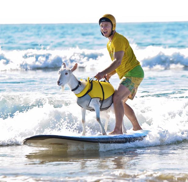 The Surfing Goat (13 pics)