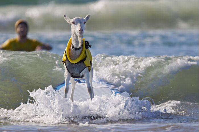 The Surfing Goat (13 pics)