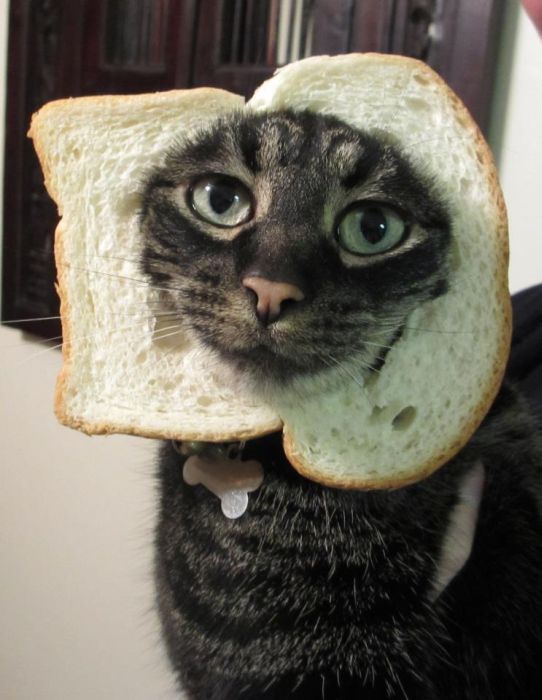 Bread on Cat (60 pics)