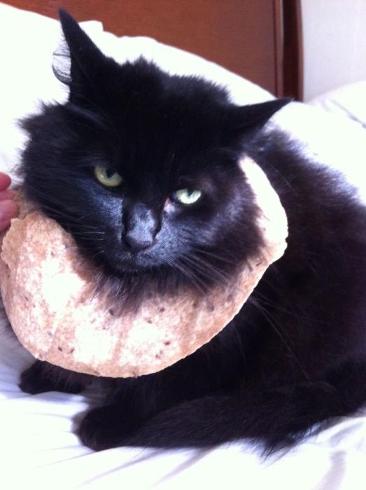 Bread on Cat (60 pics)