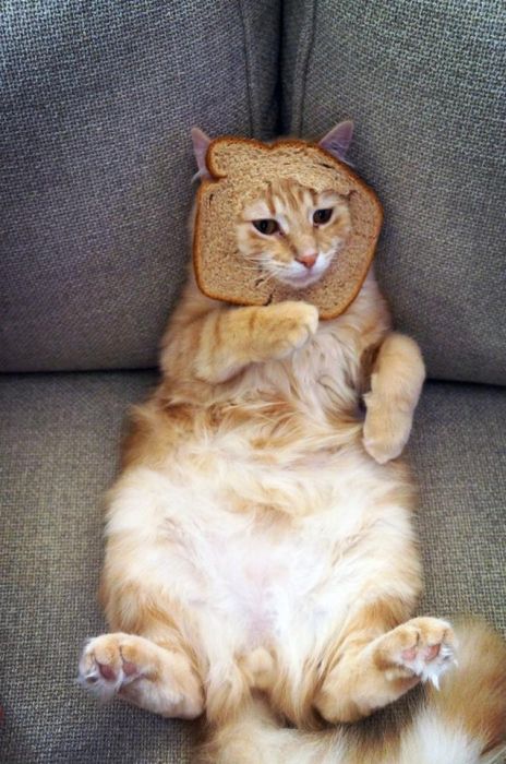 Bread on Cat (60 pics)