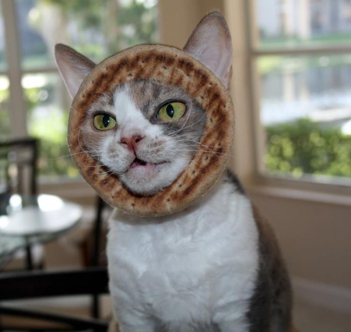 Bread on Cat (60 pics)