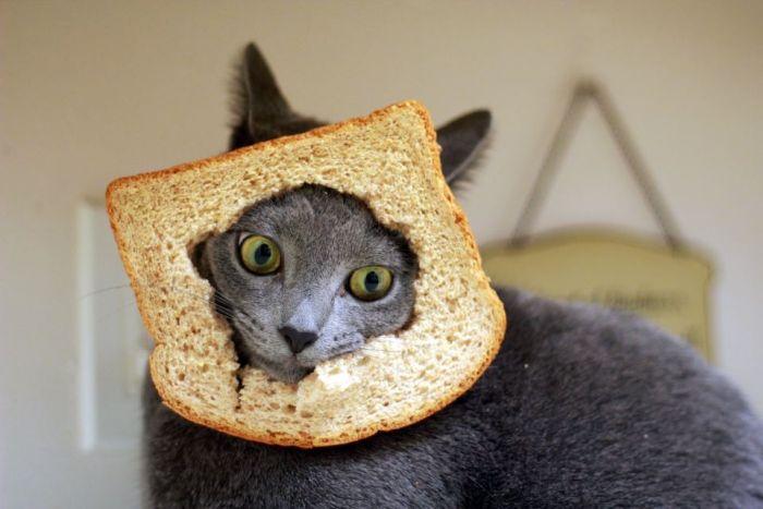 Bread on Cat (60 pics)