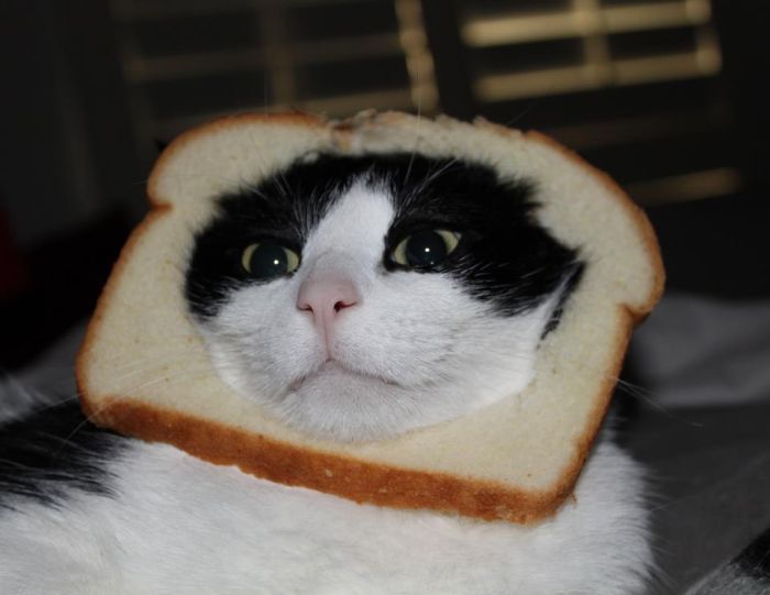 Bread on Cat (60 pics)