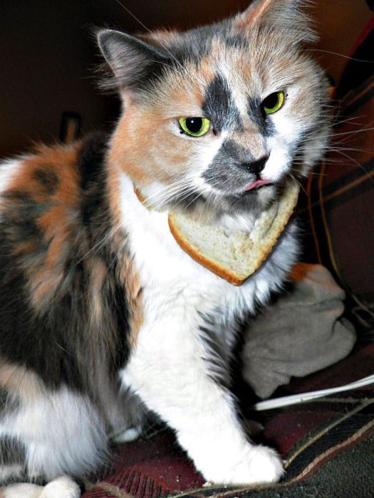 Bread on Cat (60 pics)