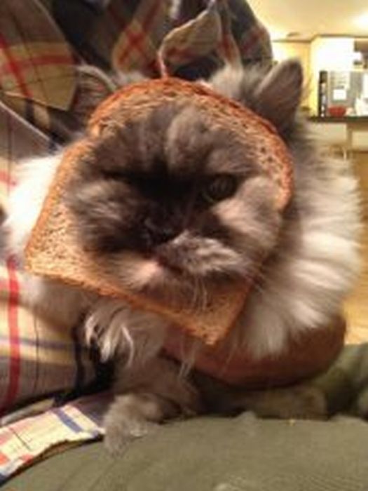 Bread on Cat (60 pics)