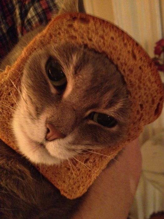 Bread on Cat (60 pics)