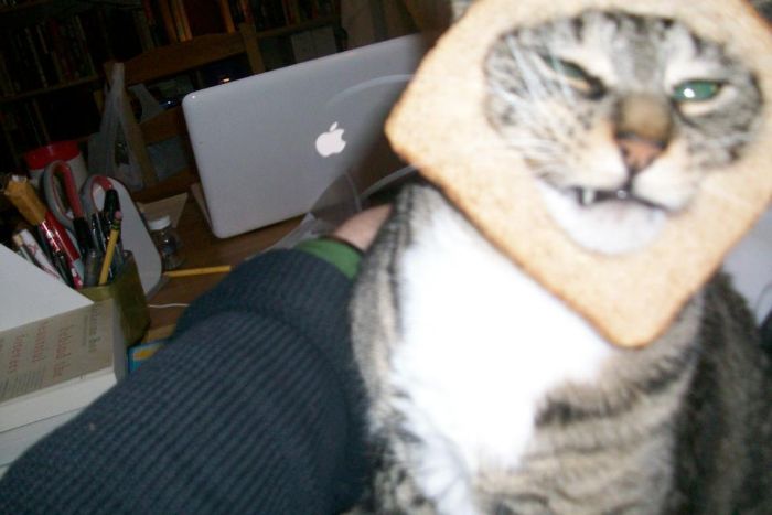 Bread on Cat (60 pics)