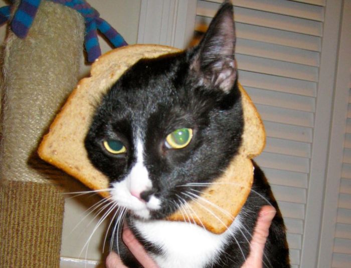 Bread on Cat (60 pics)