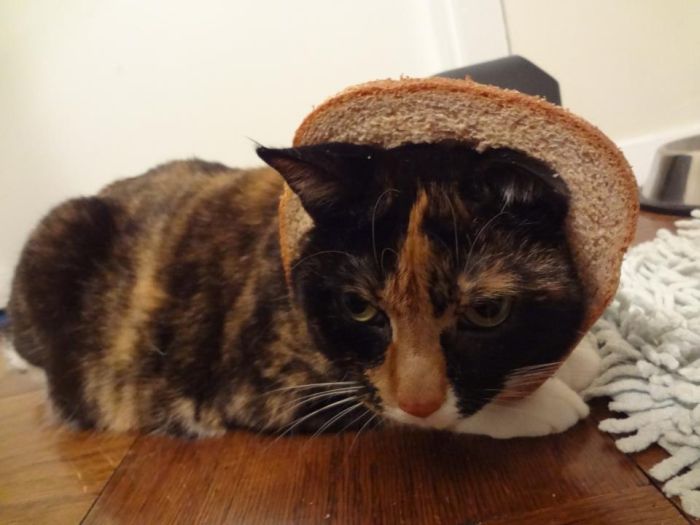 Bread on Cat (60 pics)