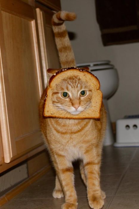 Bread on Cat (60 pics)